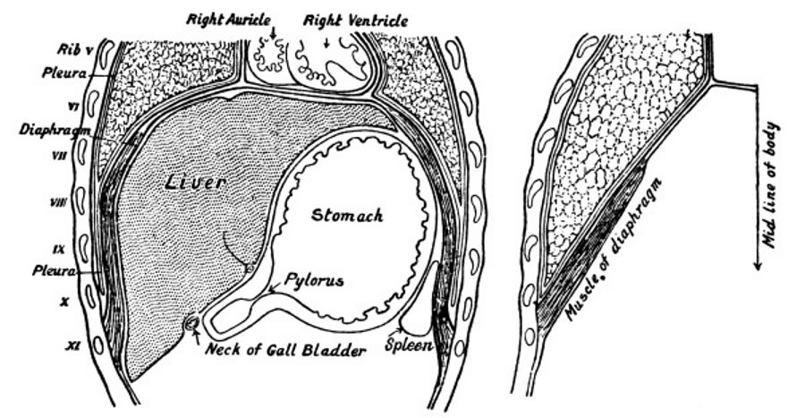 The Diaphragm and Organs in Contact with it.jpg