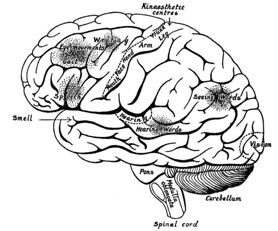 The Surface of the Left Cerebral Hemisphere, Cerebellum.jpg