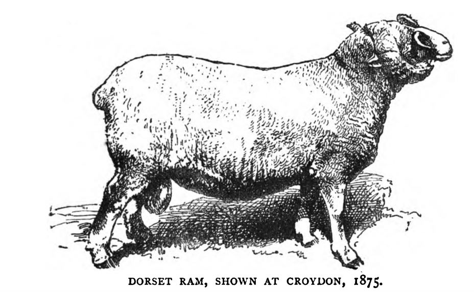 Dorset Ram.jpg