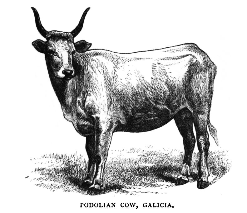 Podolian Cow, Galicia