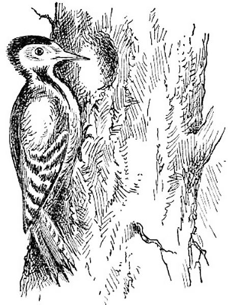Woodpecker drilling a hole for a nest.jpg