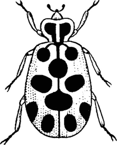 Thirteen-Spotted Lady Beetle.jpg