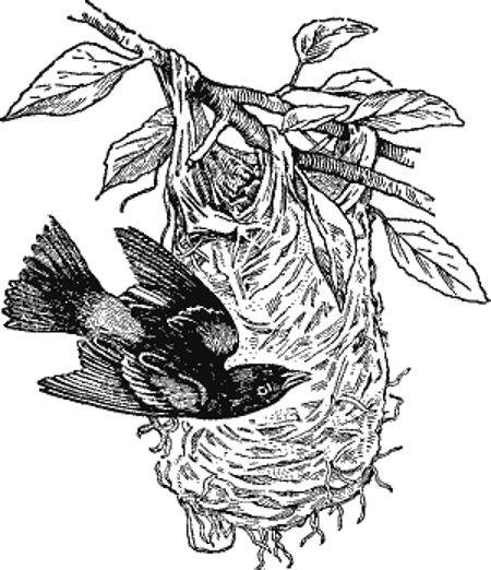 Baltimore Oriole and Nest.jpg