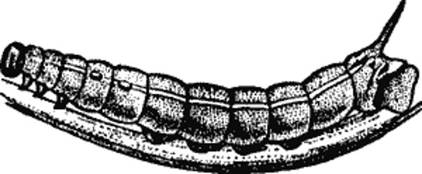 The Caterpillar of the Elephant Hawk-Moth (Chærocampa elpenor). Third Stage.jpg