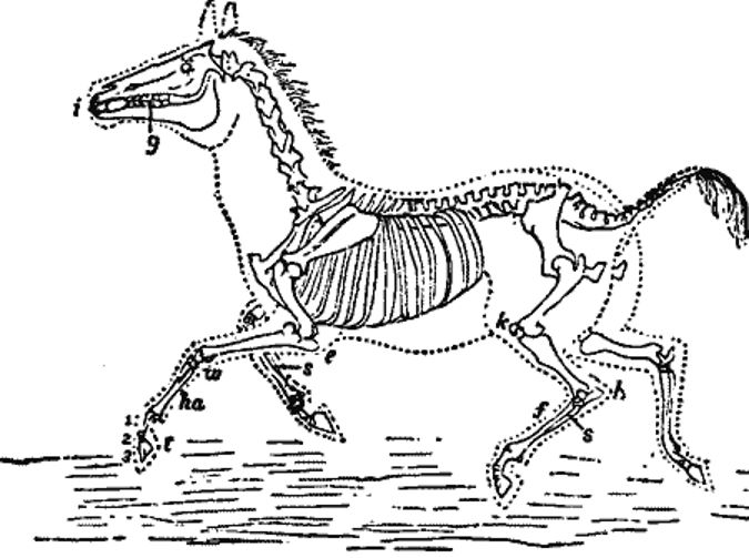 Skeleton of Horse.jpg