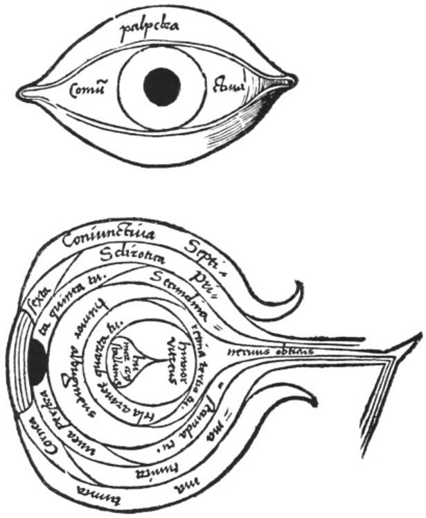 The Anatomy of the Eye.jpg