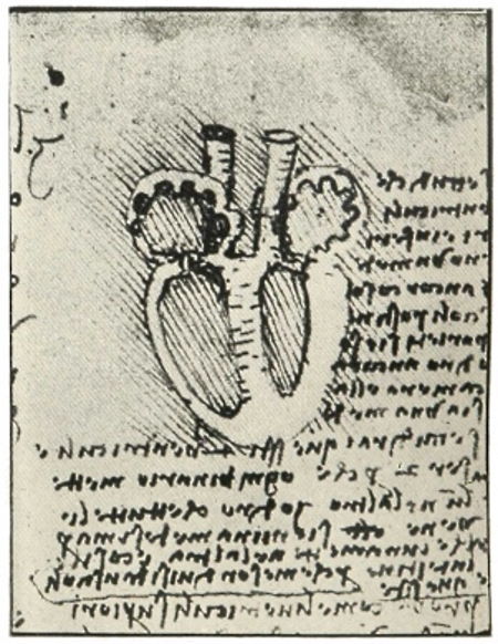 Leonardo Da Vincis diagram of the heart.jpg