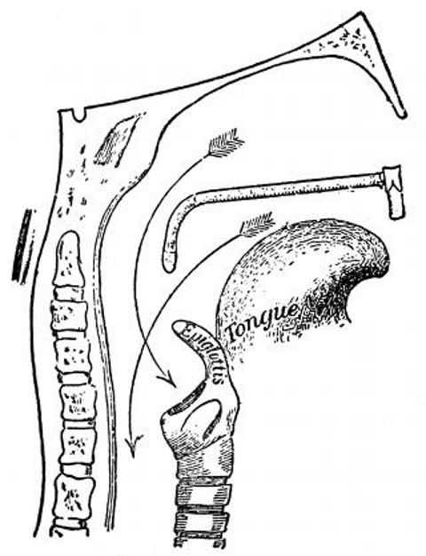 Passage into trachea and esophagus; Pharynx.jpg
