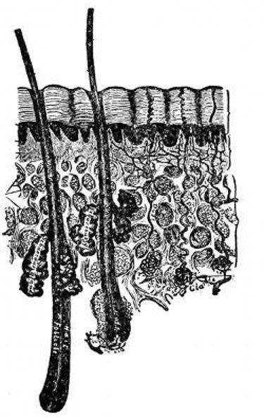 A cross section of the skin.jpg