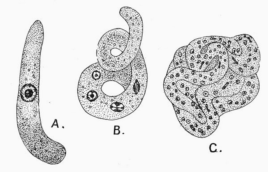 Trypanosoma Ziemanni, from the gut of the gnat.jpg