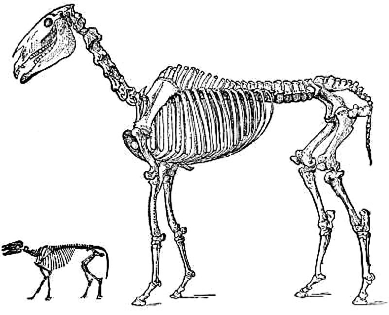 Skeleton of the Modern Horse and of His Eocene Ancestor.jpg