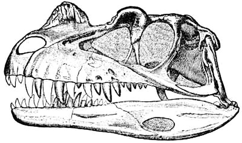 Skull of Ceratosaurus.jpg