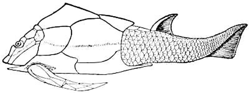 Pterichthys, the Wing Fish.jpg
