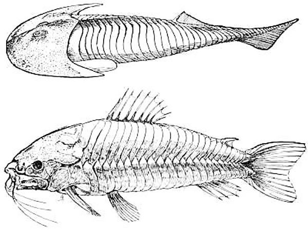 Cephalaspis and Loricaria, an Ancient and a Modern Armored Fish.jpg
