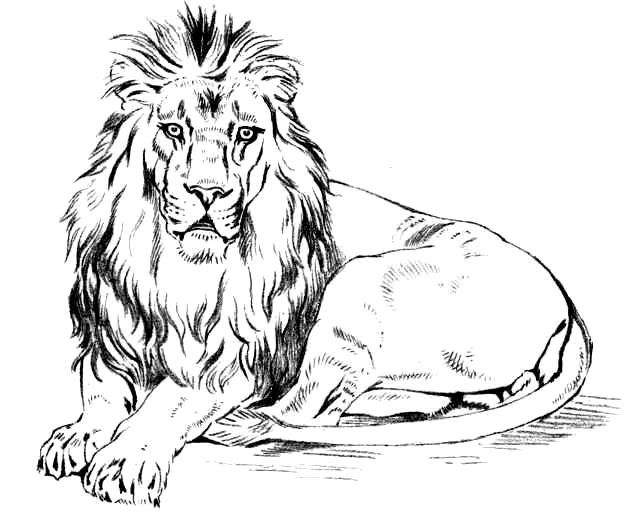 Male Lion.jpg