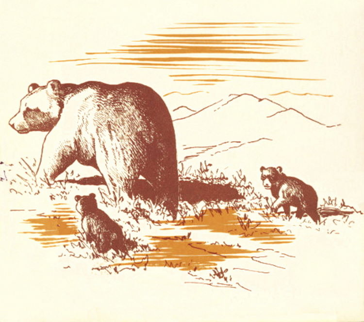Bear with two cubs.jpg
