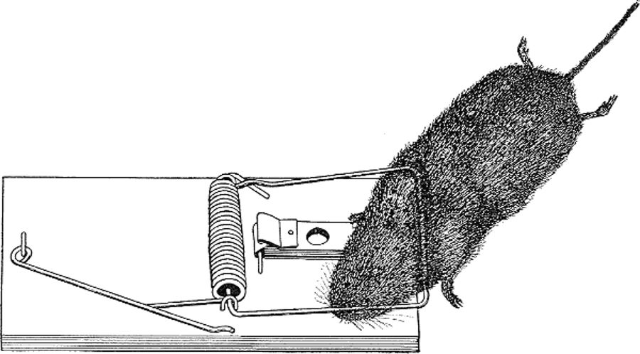 Field mouse caught in an unbaited guillotine trap.jpg
