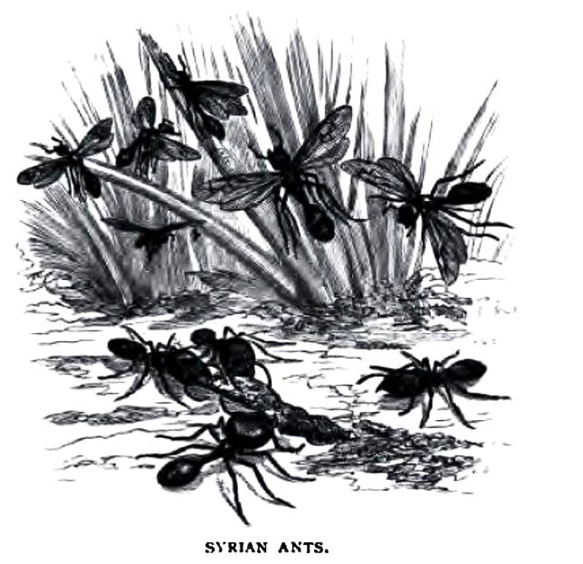 Syrian Ants.jpg