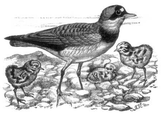 Ringed Plover, and young ones.jpg
