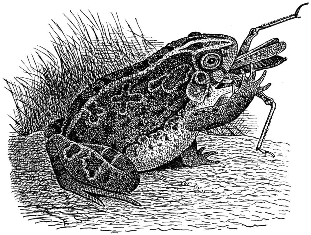 Common American Toad.jpg