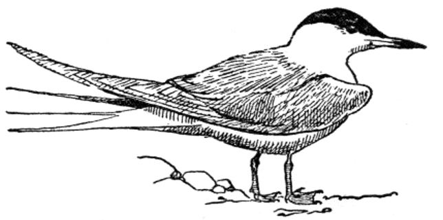 Common Tern, Adult.jpg