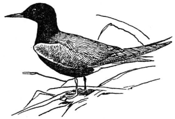 Black Tern, Adult.jpg