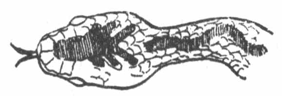 A Viper (or Adder) has this marking on his head and neck.jpg