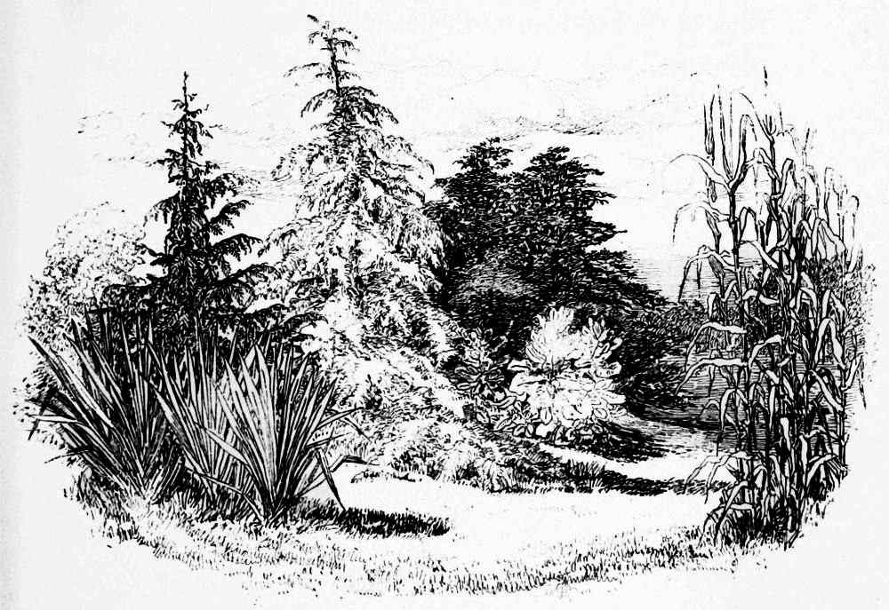 Young Conifers and hardy fine-leaved Plants.jpg