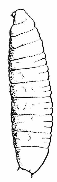 Larva of Auchmeromyia luteola