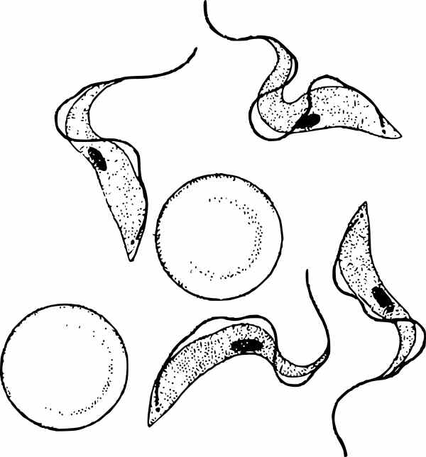 Trypanosoma brucei.jpg