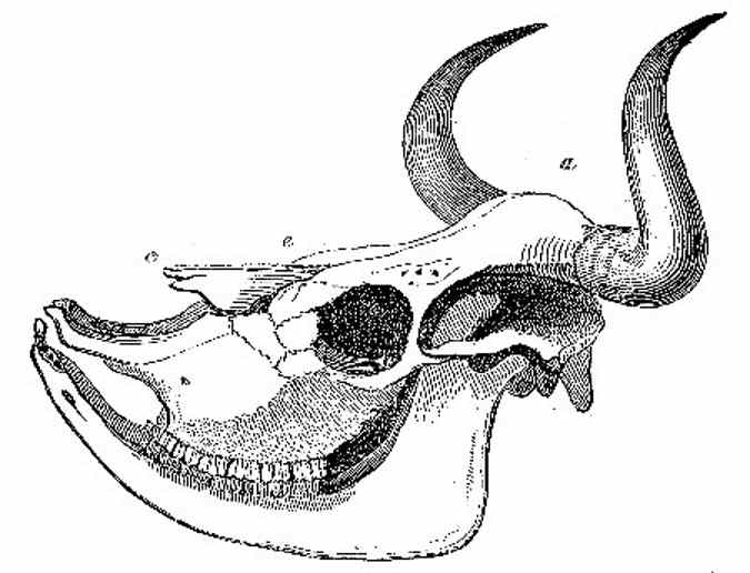 Skull of Short-nosed Ox of the Pampas.jpg