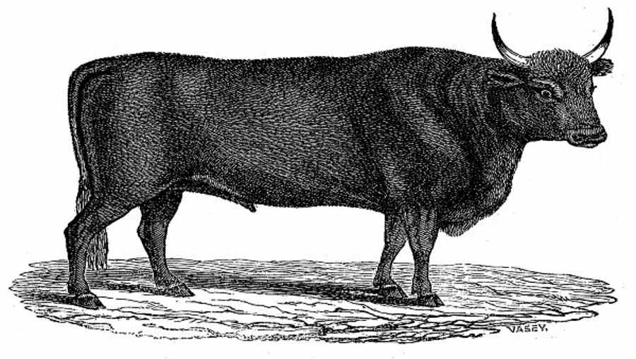 Kyloe, or Highland Ox.jpg