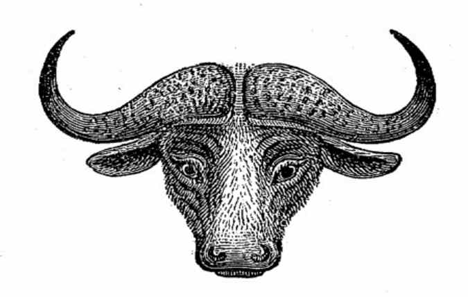 Head of Cape Buffalo