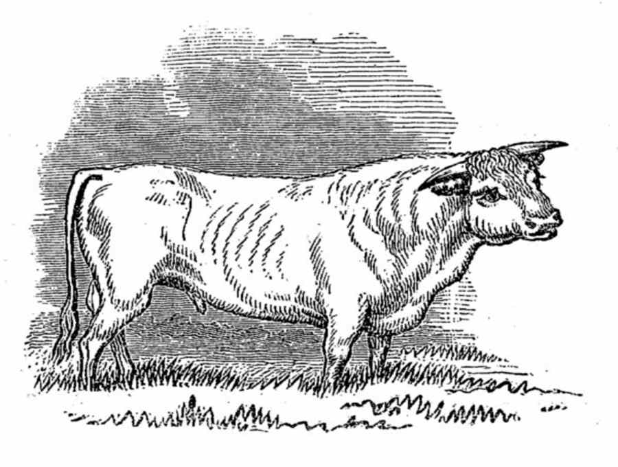 Short-horned Bull