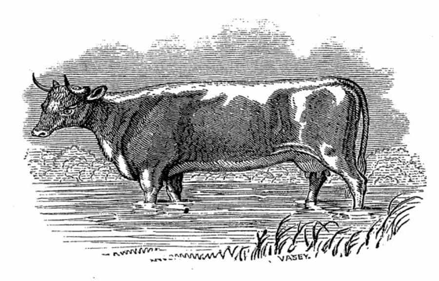 Herefordshire Cow.jpg