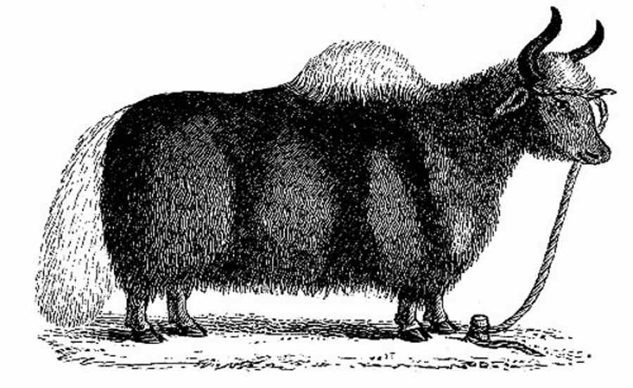 Yak, from Asiatic Transactions.jpg