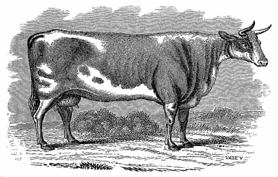 Alderney Cow.jpg