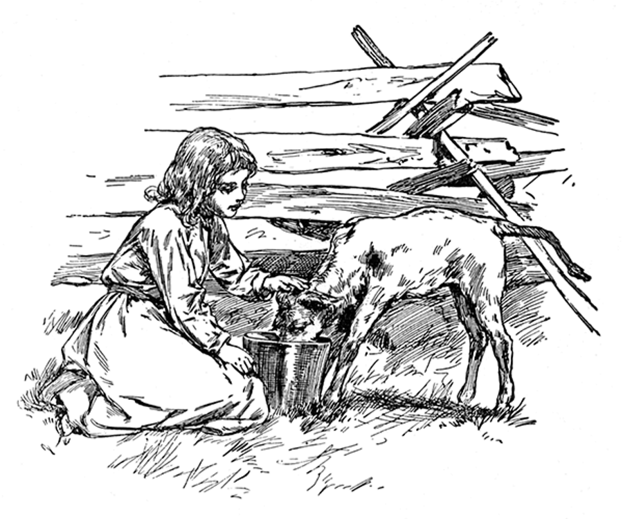 How the calf was fed.png