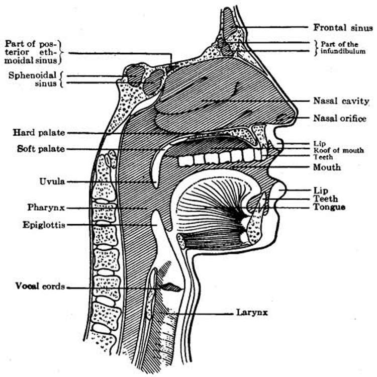 Section of the head and throat locating the organs of speech and song, including the upper resonators.jpg