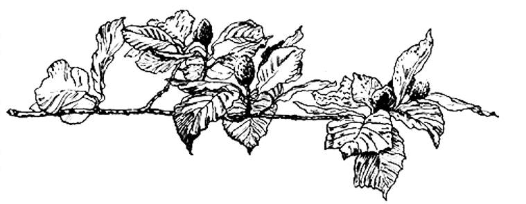 Beech Leaves.jpg