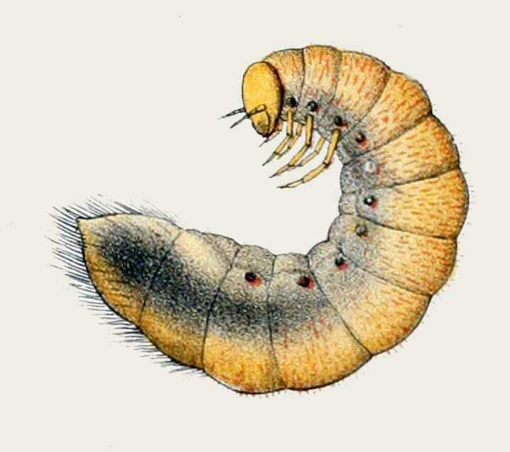 Stethaspis suturalis - Larva.jpg