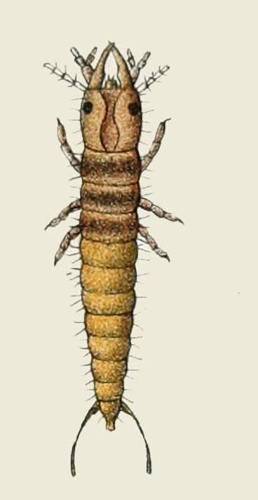 Pterostichus opulentus - Larva.jpg