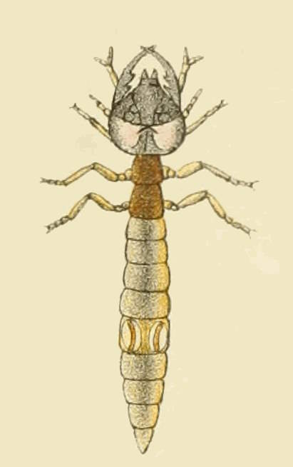 Cicindela tuberculata - Larva.jpg