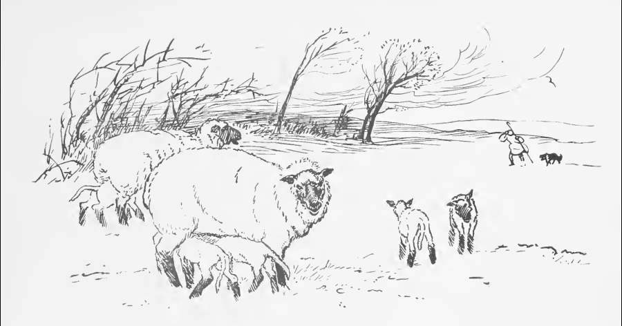Ewe with baby lambs
