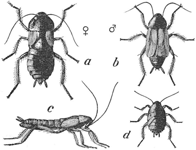 Common Cockroach.jpg