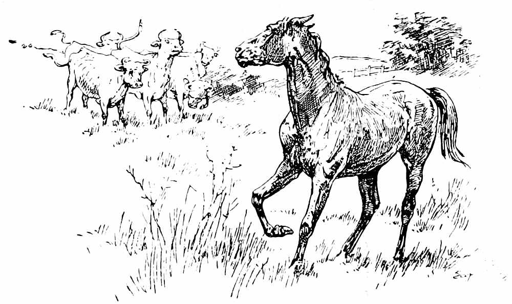 Cows and a horse.jpg
