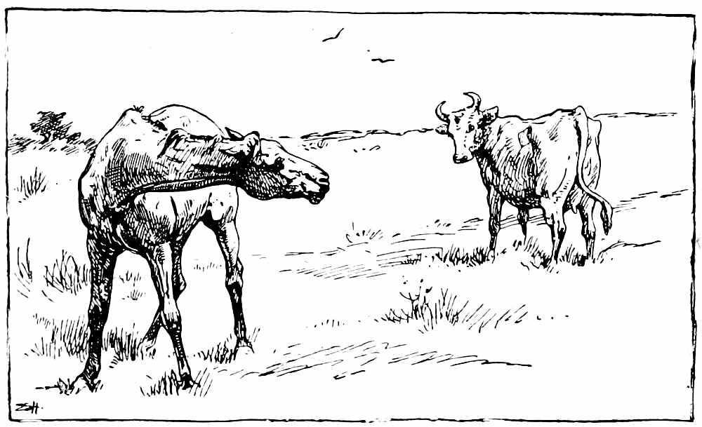 Horse and cow.jpg