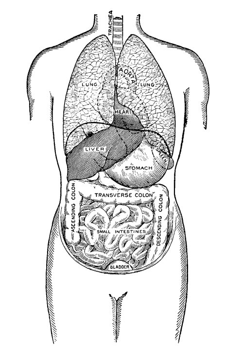 Position of the thoracic and abdominal organs, front view.jpg