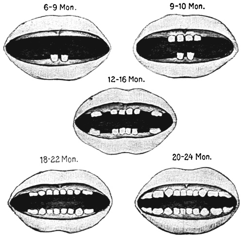 Eruption of the deciduous teeth.jpg