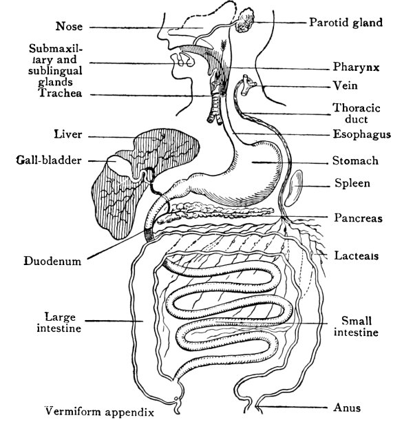 General scheme of the digestive tract.jpg